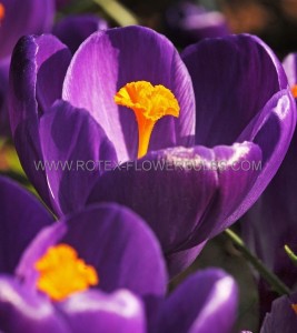 CROCUS ‘PURPLE‘ 9/10 CM. (15 QUALITY PKGS.X 10)