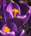 CROCUS PURPLE 910 CM. 15 QUALITY PKGS.X 10