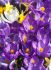 CROCUS PURPLE 910 CM. 15 QUALITY PKGS.X 10