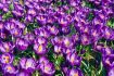 CROCUS PURPLE 910 CM. 15 QUALITY PKGS.X 10