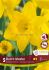 DAFFODIL NARCISSUS TRUMPET DUTCH MASTER 12-14 10 QUALITY PKGS.X 5