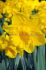 DAFFODIL NARCISSUS TRUMPET DUTCH MASTER 12-14 10 QUALITY PKGS.X 5