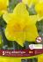 DAFFODIL NARCISSUS TRUMPET KING ALFRED TYPE 12-14 10 QUALITY PKGS.X 5