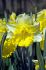 DAFFODIL NARCISSUS TRUMPET LAS VEGAS 12-14 300 LOOSE P.PLASTIC CRATE