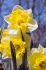 DAFFODIL NARCISSUS TRUMPET LAS VEGAS 12-14 300 LOOSE P.PLASTIC CRATE