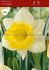 DAFFODIL NARCISSUS TRUMPET LAS VEGAS 12-14 300 LOOSE P.PLASTIC CRATE