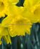 DAFFODIL NARCISSUS TRUMPET SINT VICTOR 12-14 10 QUALITY PKGS.X 5