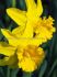 DAFFODIL NARCISSUS TRUMPET SINT VICTOR 12-14 10 QUALITY PKGS.X 5