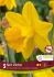 DAFFODIL NARCISSUS TRUMPET SINT VICTOR 12-14 10 QUALITY PKGS.X 5