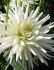 DAHLIA CACTUS PLAYA BLANCA I 25 P.BAG