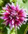 DAHLIA CACTUSSEMI-CACTUS ALAUNA CLAIR-OBSCUR I 10 QUALITY PKGS.X 1