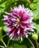 DAHLIA CACTUSSEMI-CACTUS ALAUNA CLAIR-OBSCUR I 10 QUALITY PKGS.X 1