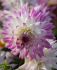 DAHLIA CACTUSSEMI-CACTUS JURA I 10 QUALITY PKGS.X 1