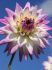 DAHLIA CACTUSSEMI-CACTUS JURA I 10 QUALITY PKGS.X 1