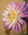 DAHLIA CACTUSSEMI-CACTUS JURA I 10 QUALITY PKGS.X 1