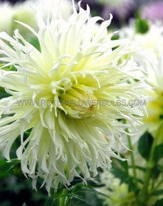 DAHLIA CACTUS/SEMI-CACTUS ‘TSUKI-YORI-NO-SHISHA‘ I (10 PKGS.X 1)