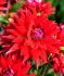 DAHLIA CACTUSSEMI-CACTUS WITTEMANS BEST I 10 QUALITY PKGS.X 1