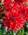 DAHLIA CACTUSSEMI-CACTUS WITTEMANS BEST I 10 QUALITY PKGS.X 1