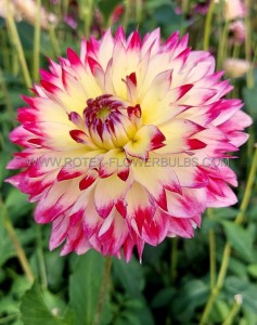 DAHLIA DECORATIVE ‘APHRODITE‘ I (25 P.BAG)