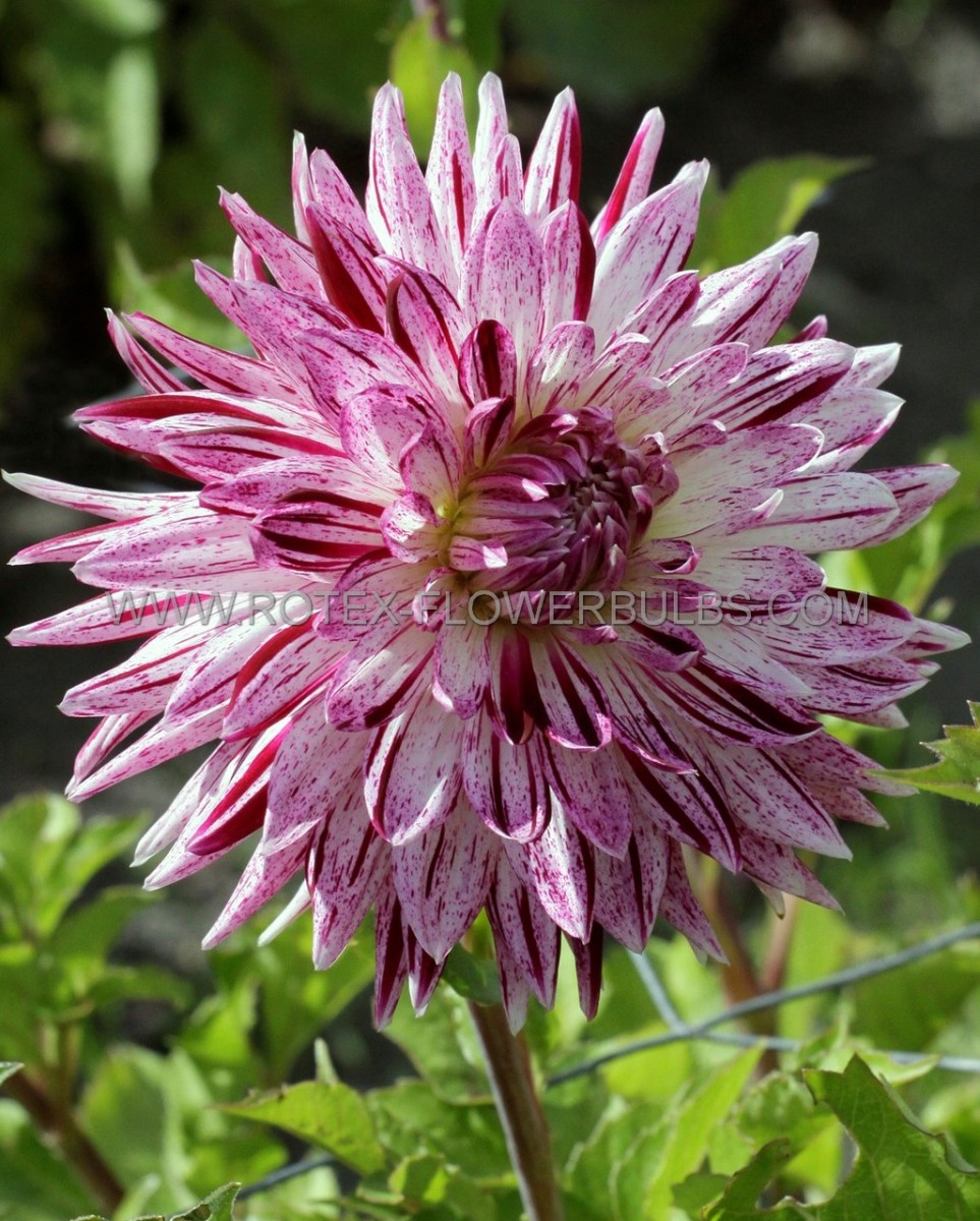 DAHLIA DECORATIVE ‘AVIGNON‘ I (25 P.BAG)