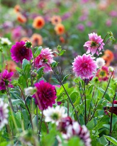 DAHLIA DECORATIVE (BORDER/POTS) & TOPMIX ASSORTMENT I (40 QUALITY PKGS.X 1)