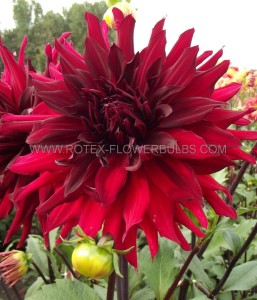 DAHLIA DECORATIVE ‘BRIGITTA ALIDA‘ I (25 P.BAG)