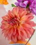 DAHLIA DECORATIVE (DINNERPLATE) ‘BELLE OF BARMERA‘ I (15 P.OPEN TOP BOX)