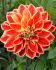 DAHLIA DECORATIVE DUTCH CARNAVAL I 10 PKGS.X 1