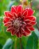 DAHLIA DECORATIVE DUTCH CARNAVAL I 10 PKGS.X 1