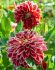 DAHLIA DECORATIVE DUTCH CARNAVAL I 10 PKGS.X 1