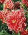 DAHLIA DECORATIVE DUTCH CARNAVAL I 10 PKGS.X 1