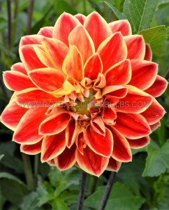 DAHLIA DECORATIVE ‘DUTCH CARNAVAL‘ I (15 P.OPEN TOP BOX)