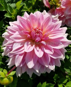 DAHLIA DECORATIVE ‘FAIRWAY PILOT‘ I (25 P.BAG)