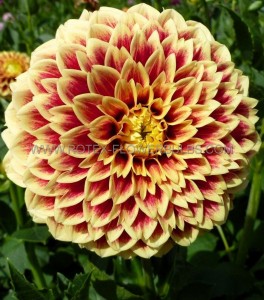 DAHLIA DECORATIVE ‘JOWEY HUBERT‘ I (25 P.BAG)