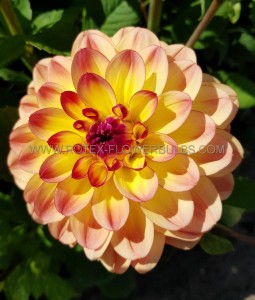 DAHLIA DECORATIVE ‘JOWEY JULIE‘ I (25 P.BAG)