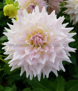 DAHLIA DECORATIVE ‘KA‘S CLOUD‘ I (25 P.BAG)