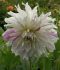 DAHLIA DECORATIVE MOMS SPECIAL I 25 P.BAG