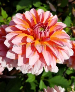 DAHLIA DECORATIVE ‘PEACHES AND VANILLA‘ I (25 P.BAG)