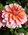 DAHLIA DECORATIVE PEACHES AND VANILLA I 25 P.BAG