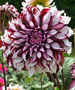 DAHLIA DECORATIVE ‘TARTAN‘ I (25 P.BAG)