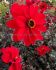 DAHLIA PAEONIA FLOWERED BISHOP OF LLANDAFF I 25 P.BAG