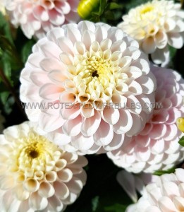 DAHLIA POMPON ‘WIZARD OF LIGHTNING‘ I (25 P.BAG)