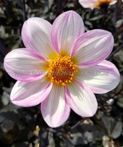 DAHLIA SINGLE FLOWERED ‘DAHLEGRIA WHITE‘ I (25 P.BAG)