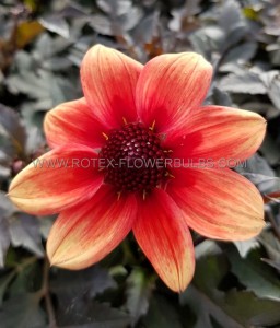 DAHLIA SINGLE FLOWERED ‘DRAGON BALL‘ I (25 P.BAG)