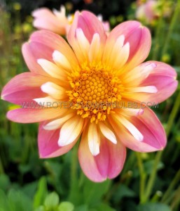 DAHLIA SINGLE FLOWERED ‘PEPITA PINK‘ I (25 P.BAG)