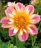 DAHLIA SINGLE FLOWERED PEPITA PINK I 25 P.BAG