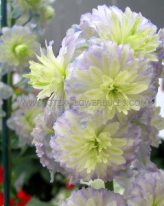 DELPHINIUM (LARKSPUR) HIGHLANDER SERIES ELATUM ‘MOONLIGHT‘ I (25 P.BAG)