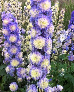 DELPHINIUM (LARKSPUR) HIGHLANDER SERIES HYBRID ‘BOLERO‘ I (25 P.BAG)