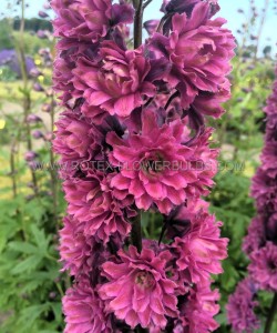 DELPHINIUM (LARKSPUR) HIGHLANDER SERIES HYBRID ‘FLAMENCO‘ I (25 P.BAG)