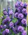 DELPHINIUM LARKSPUR HIGHLANDER SERIES HYBRID SWEET SENSATION I 25 P.BAG